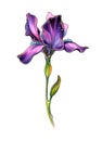 Flower Iris Marker Illustration Sketch