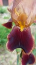 flower iris red Royalty Free Stock Photo