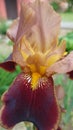 flower iris red Royalty Free Stock Photo