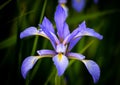 Flower iris