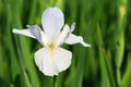 The flower of Iris tectorum