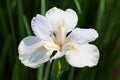 The flower of Iris tectorum