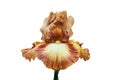 The flower of the iris is yellow-brown with a red edge on the petals. Royalty Free Stock Photo