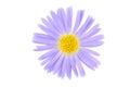 Flower isoalted on white Royalty Free Stock Photo