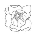Flower isolate on white background. Black and white vector illustration Royalty Free Stock Photo