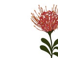Tropical exotic protea flower, elegant card template.