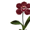 Tropical exotic burgundy orchid flower plant, elegant card template. Royalty Free Stock Photo