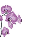 Tropical exotic violet orchid flower branch, elegant card template. Royalty Free Stock Photo