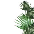 Realistic illustration of an palm leaves isolated on white background.