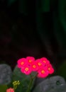 Flower isolated on black vertical copy space