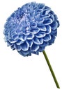 Flower isolated blue dahlia on a white background. Flower on the stem. Closeup.