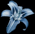 Flower isolated blue lily on black background no shadows. Closeup. Royalty Free Stock Photo