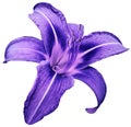 Flower isolated blue-purple lily on white background no shadows. Closeup. Royalty Free Stock Photo