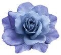 Flower isolated blue-purple rose on a white background. Closeup. Element of design