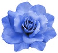 Flower isolated blue rose on a white background. Closeup. Element of design.