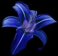 Flower isolated bright blue lily on black background no shadows. Closeup. Royalty Free Stock Photo