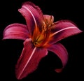 Flower isolated bright pink lily on black background no shadows. Closeup.