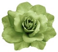 Flower isolated green rose on a white background. Closeup. Element of design.