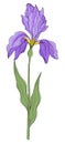 Iris on white background. Hand drawn vector illustration. Flower isolated