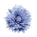 flower isolated light blue dahlia on a white background with clipping path. Closeup. Royalty Free Stock Photo