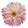 Flower isolated. light pink dahlia on a white background. Flower for design. Closeup. Royalty Free Stock Photo