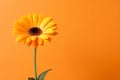 Flower isolated nature daisy yellow orange close-up bloom colorful flora plant floral leaf Royalty Free Stock Photo