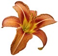 Flower isolated orange-red lily on white background no shadows. Closeup. Royalty Free Stock Photo