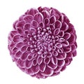 Flower isolated pink dahlia on white background. Close-up. Royalty Free Stock Photo