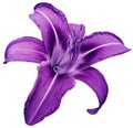 Flower isolated purple lily on white background no shadows. Closeup. Royalty Free Stock Photo