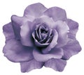 Flower isolated purple rose on a white background. Closeup. Element of design.