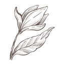 Flower isolated sketch, magnolia plant pencil drawing Royalty Free Stock Photo