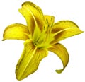 Flower isolated yellow lily on white background no shadows. Closeup. Royalty Free Stock Photo