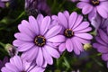 Beautiful Purple Flower Royalty Free Stock Photo