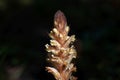 Flower of an ivy broomrape, Orobanche hederae Royalty Free Stock Photo