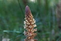 Flower of an ivy broomrape, Orobanche hederae