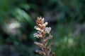 Flower of an ivy broomrape, Orobanche hederae