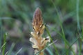 Flower of an ivy broomrape, Orobanche hederae