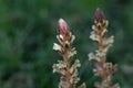 Flower of an ivy broomrape, Orobanche hederae Royalty Free Stock Photo