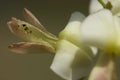 Flower of Japanese pagoda tree, Styphnolobium japonicum Royalty Free Stock Photo