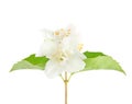 Flower of jasmin with green leaves Royalty Free Stock Photo