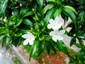 flower jasmine absrtact background nature Royalty Free Stock Photo