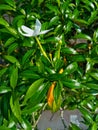flower jasmine white backdroup nature abstract Royalty Free Stock Photo