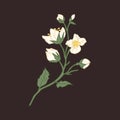flower, jasmine, white, mock orange, elegant, background, black, blooming, blossom, botanical, botany, branch, bud