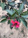 The flower of Jatropha integerrima presents a lovely sight in pleasant weather