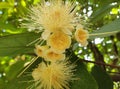 Flower of Java Apple Tree Royalty Free Stock Photo