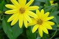 A flower of chrysanthemum that makes beautiful yellow flowers bloom every year, yet it can eat stems.