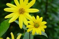 A flower of chrysanthemum that makes beautiful yellow flowers bloom every year, yet it can eat stems.