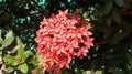 Flower Jungle geranium, Ixora coccinea, Nature, Flower Aesthetic Royalty Free Stock Photo