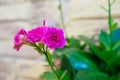 Flower. Kalanchoe. A house plant. Gardening. A greeting card Royalty Free Stock Photo