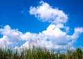 Flower of Kans grass sway in wind and the blue sky